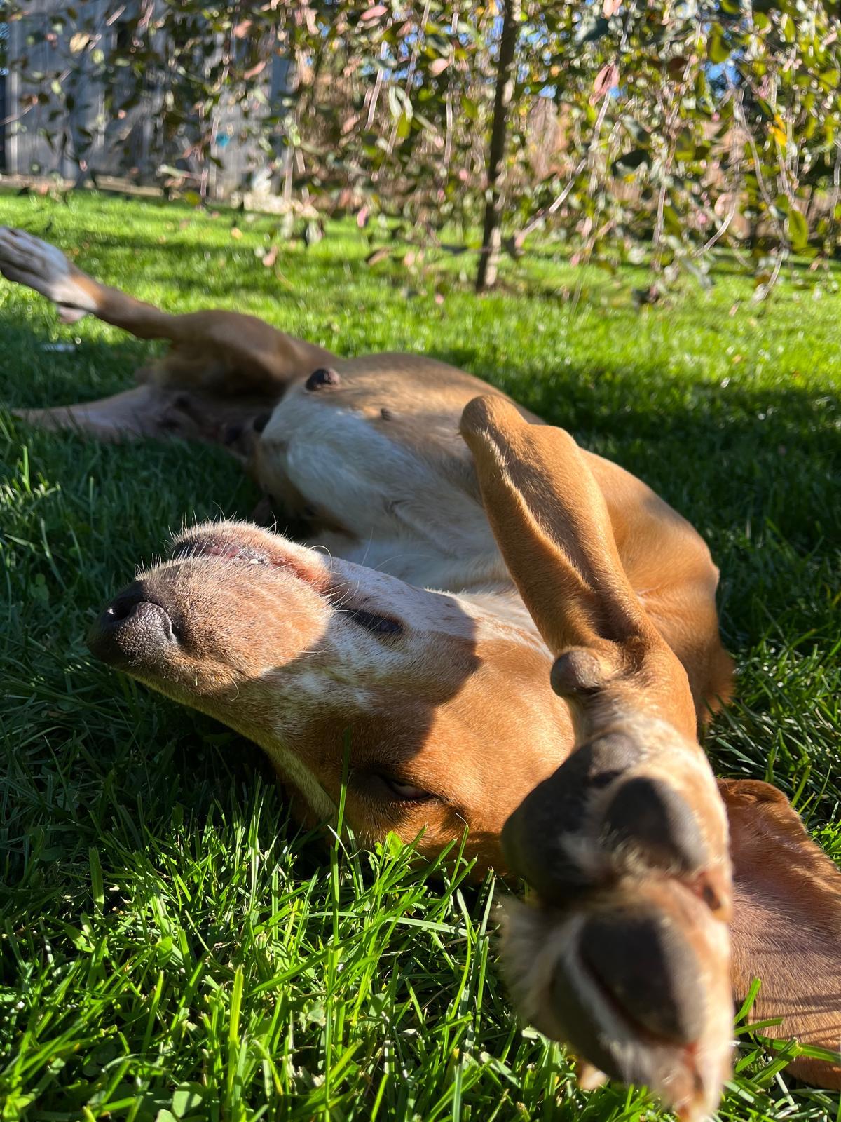 Enlarge Lucy, a Adoptable mixed breed in Erin, ON image 1/6