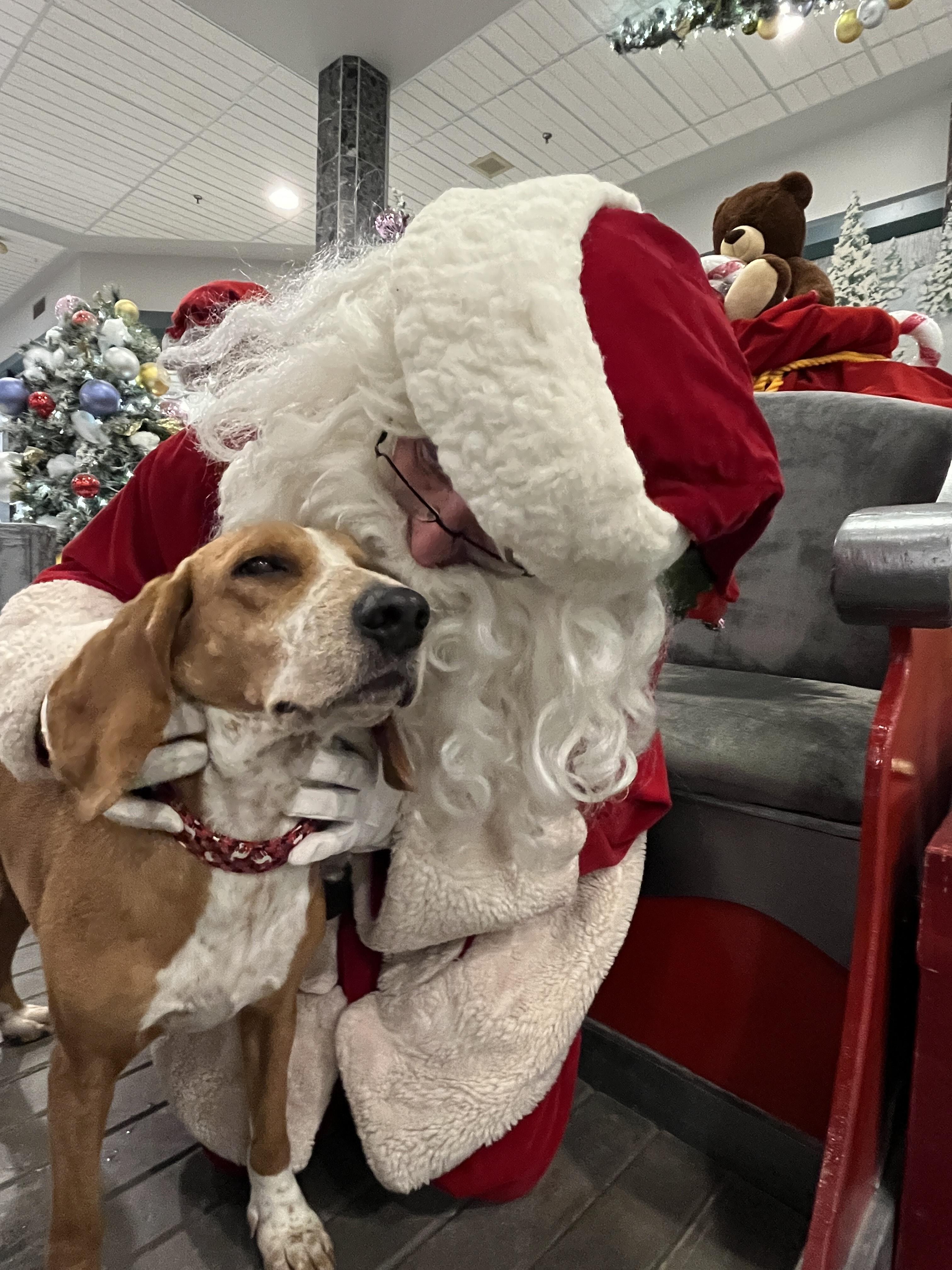 Enlarge Lucy, a Adoptable mixed breed in Erin, ON image 2/6