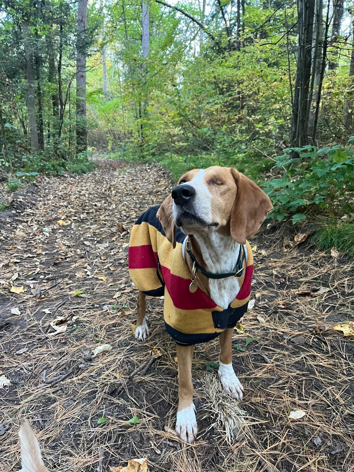 Enlarge Lucy, a Adoptable mixed breed in Erin, ON image 3/6