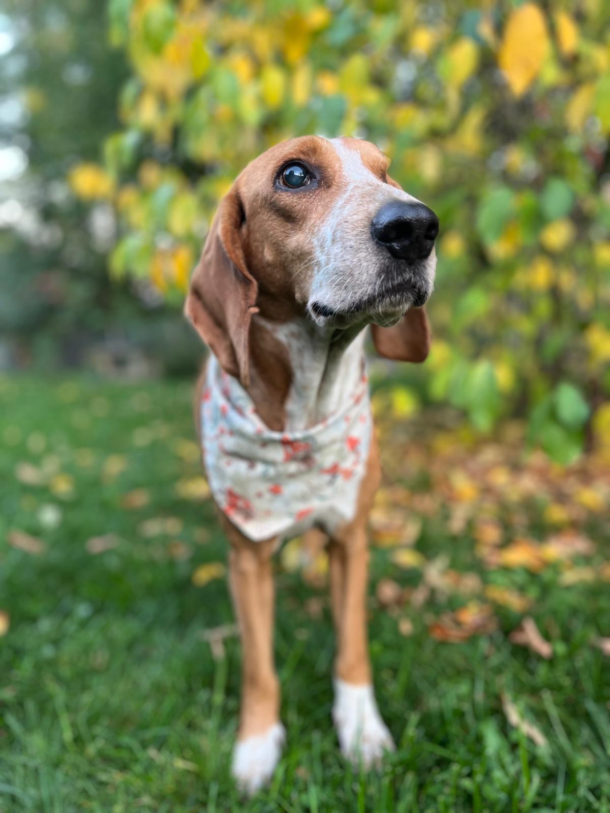 Enlarge Lucy, a Adoptable mixed breed in Erin, ON image 4/6