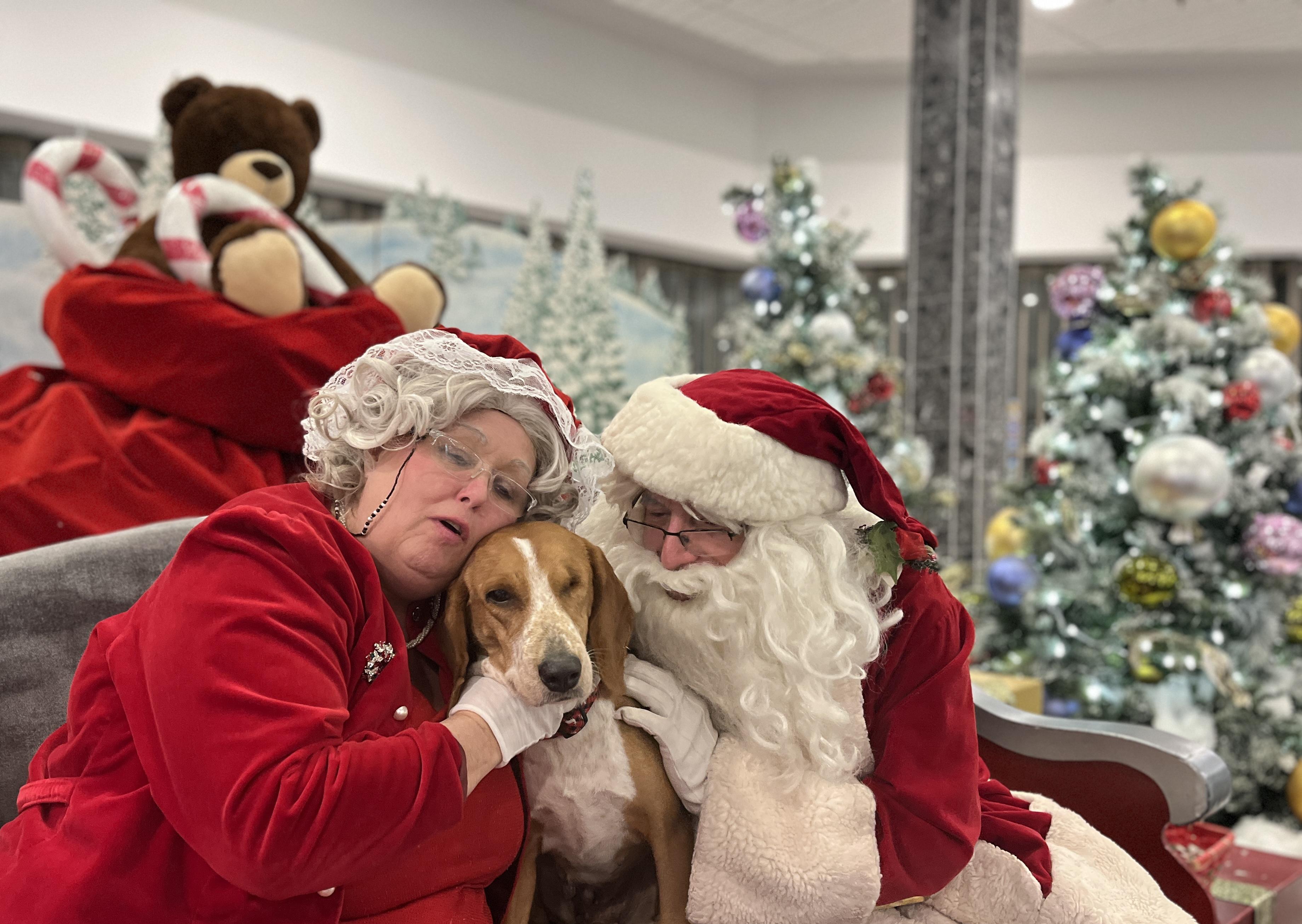 Enlarge Lucy, a Adoptable mixed breed in Erin, ON image 6/6