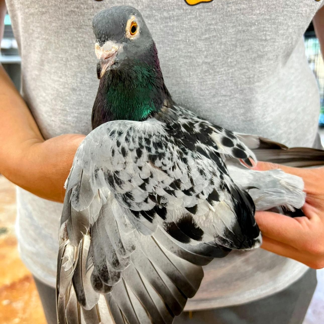 Terri, Adult Female unknown