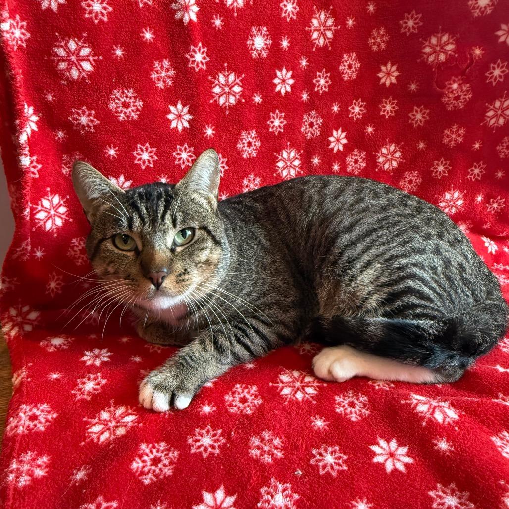 Rocky Road, Adoptable, Adult Male Domestic Short Hair.