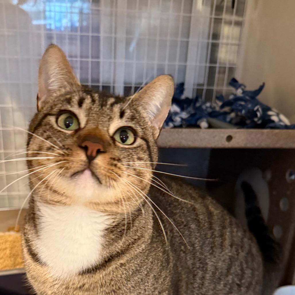 Enlarge Rocky Road, a Adoptable Domestic Short Hair in Los Angeles, CA image 2/6