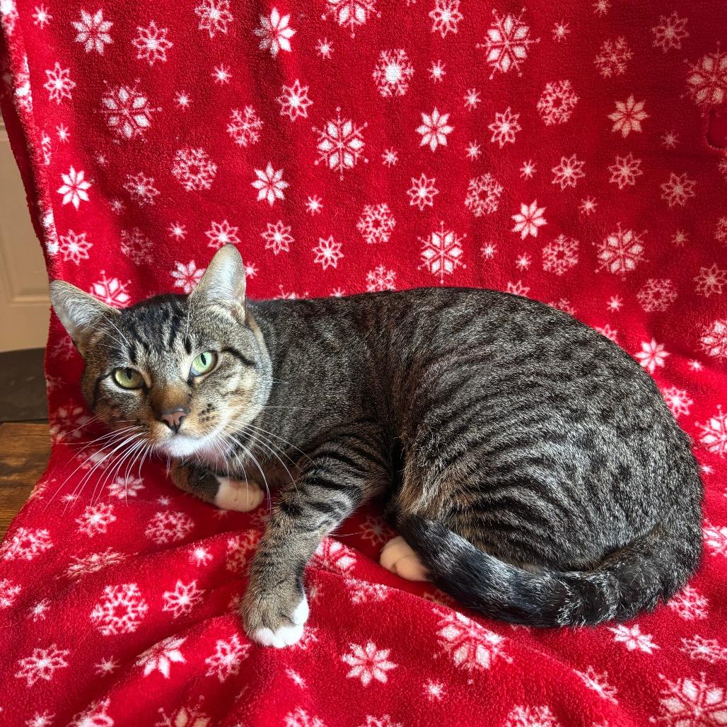 Enlarge Rocky Road, a Adoptable Domestic Short Hair in Los Angeles, CA image 3/6