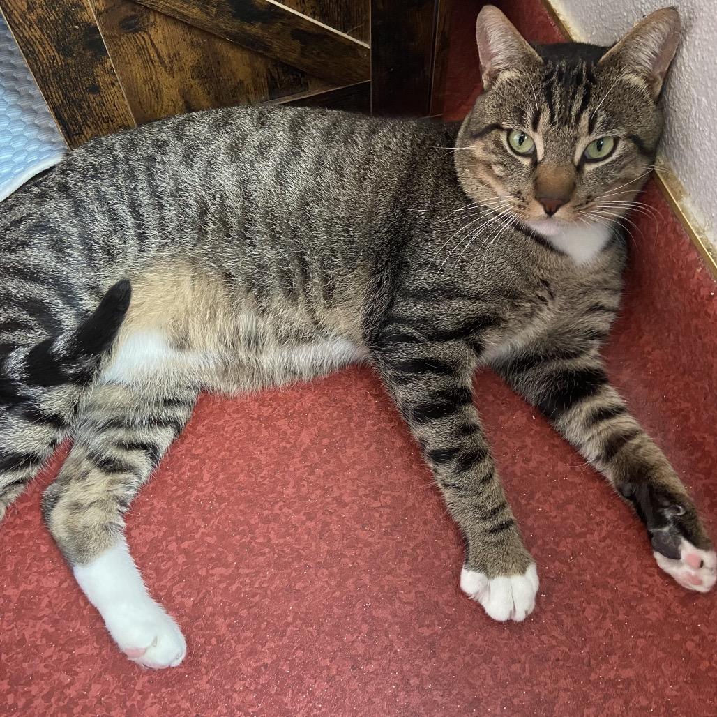 Rocky Road, a Adoptable Domestic Short Hair in Los Angeles, CA image 4/6