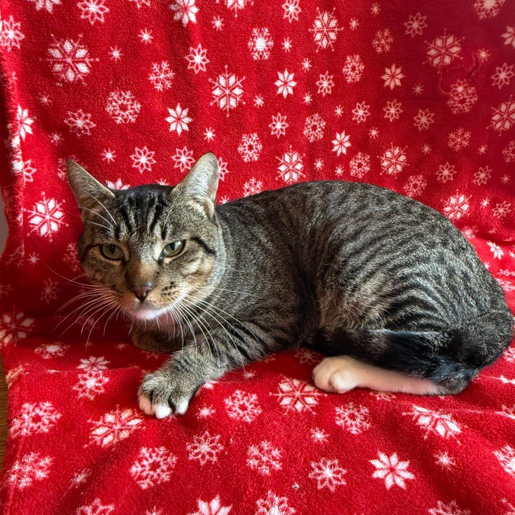 Enlarge Rocky Road, a Adoptable Domestic Short Hair in Los Angeles, CA image 4/6