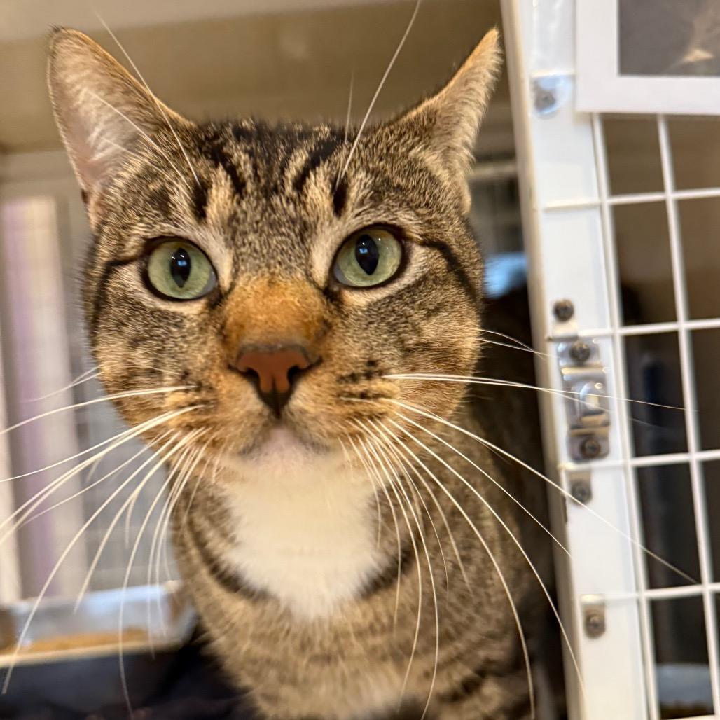 Enlarge Rocky Road, a Adoptable Domestic Short Hair in Los Angeles, CA image 5/6