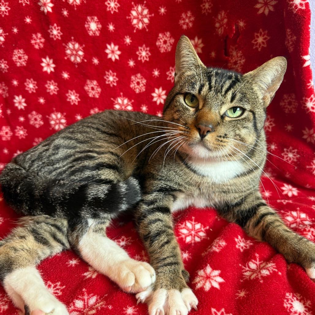 Enlarge Rocky Road, a Adoptable Domestic Short Hair in Los Angeles, CA image 6/6