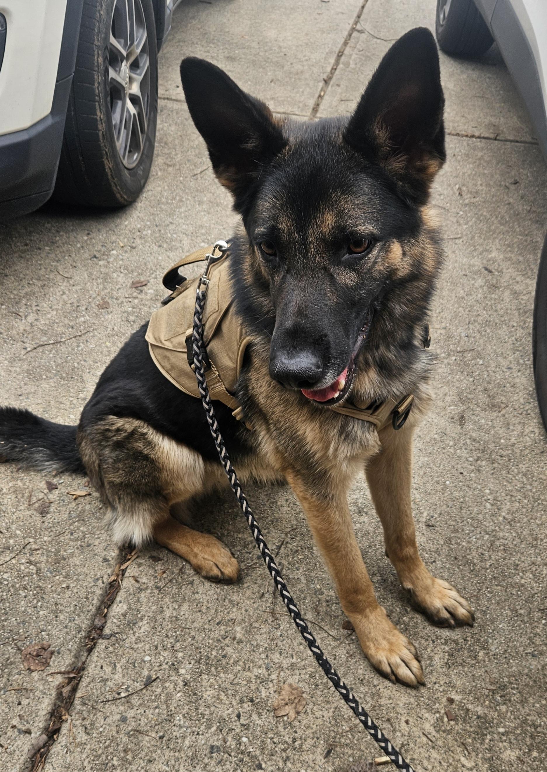 Gunner, a ADOPTABLE German Shepherd Dog in Roswell, GA image 1/3