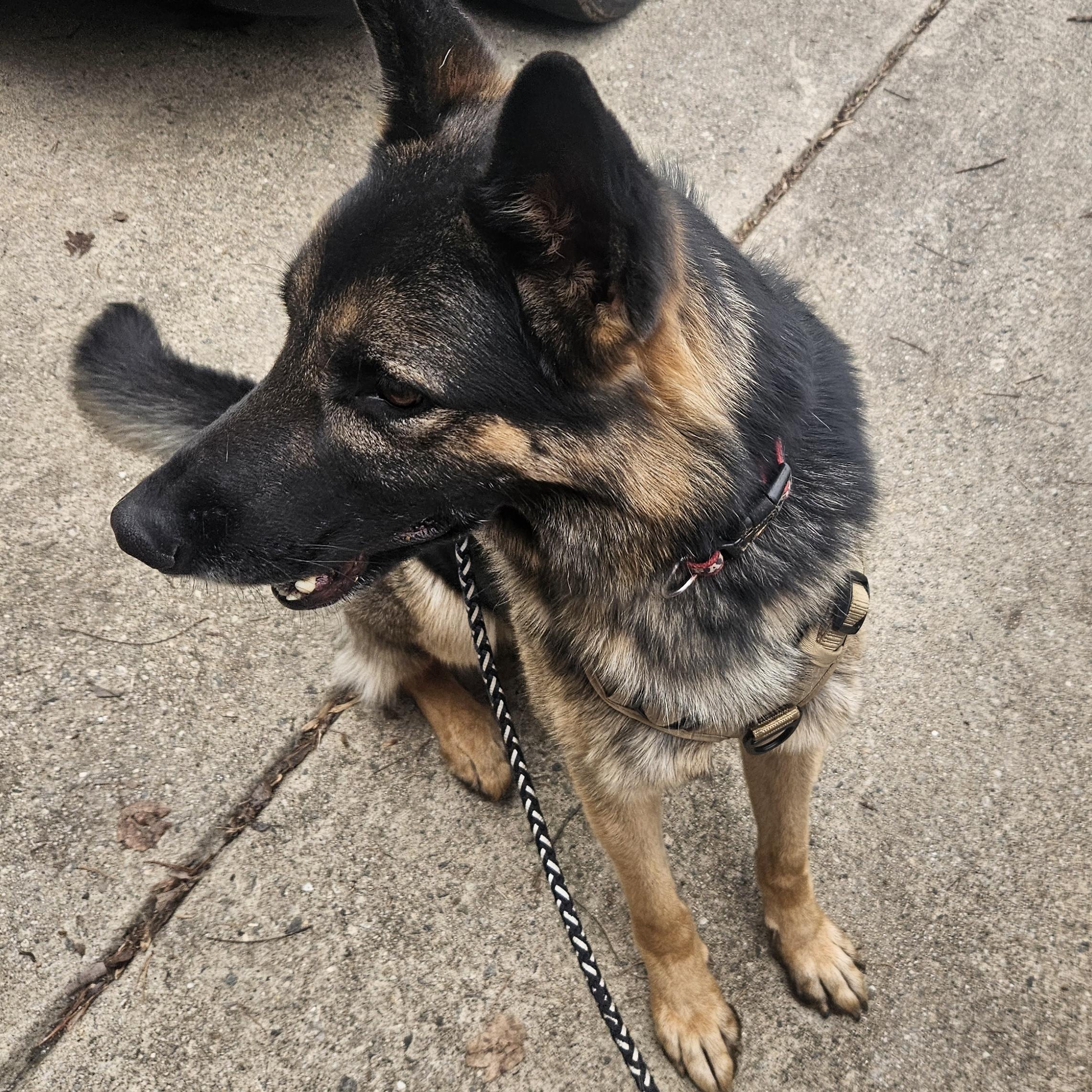 Gunner, a ADOPTABLE German Shepherd Dog in Roswell, GA image 2/3