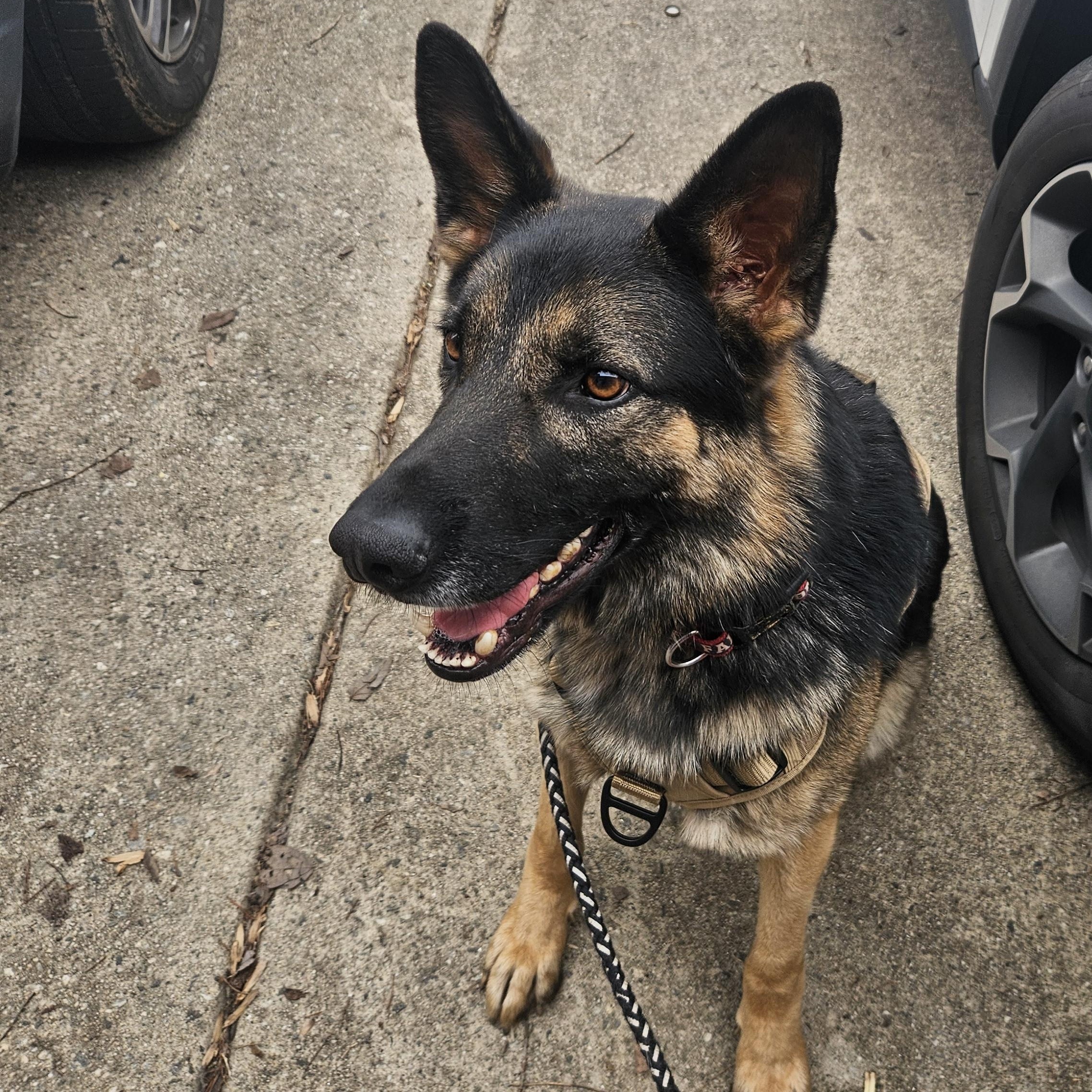 Gunner, a ADOPTABLE German Shepherd Dog in Roswell, GA image 3/3