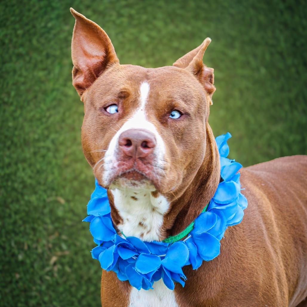 Blew, Adoptable, Adult Female Mixed Breed.