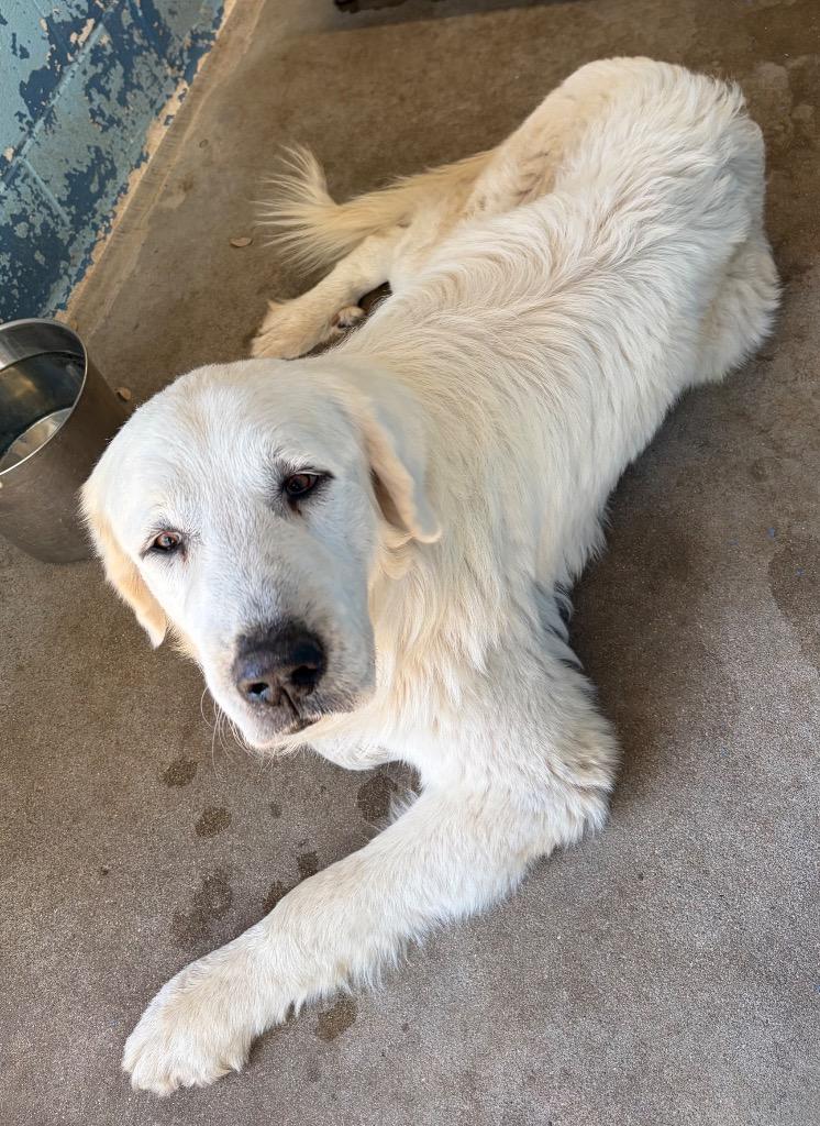 Goliath, Adoptable, Adult Male Great Pyrenees.