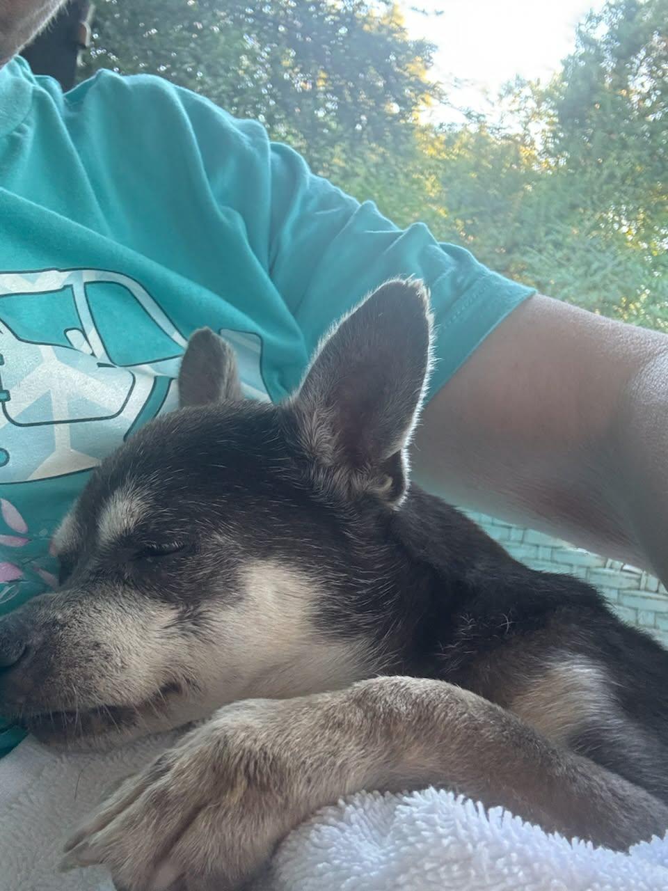 Pita, Adoptable, Senior Female Chihuahua.