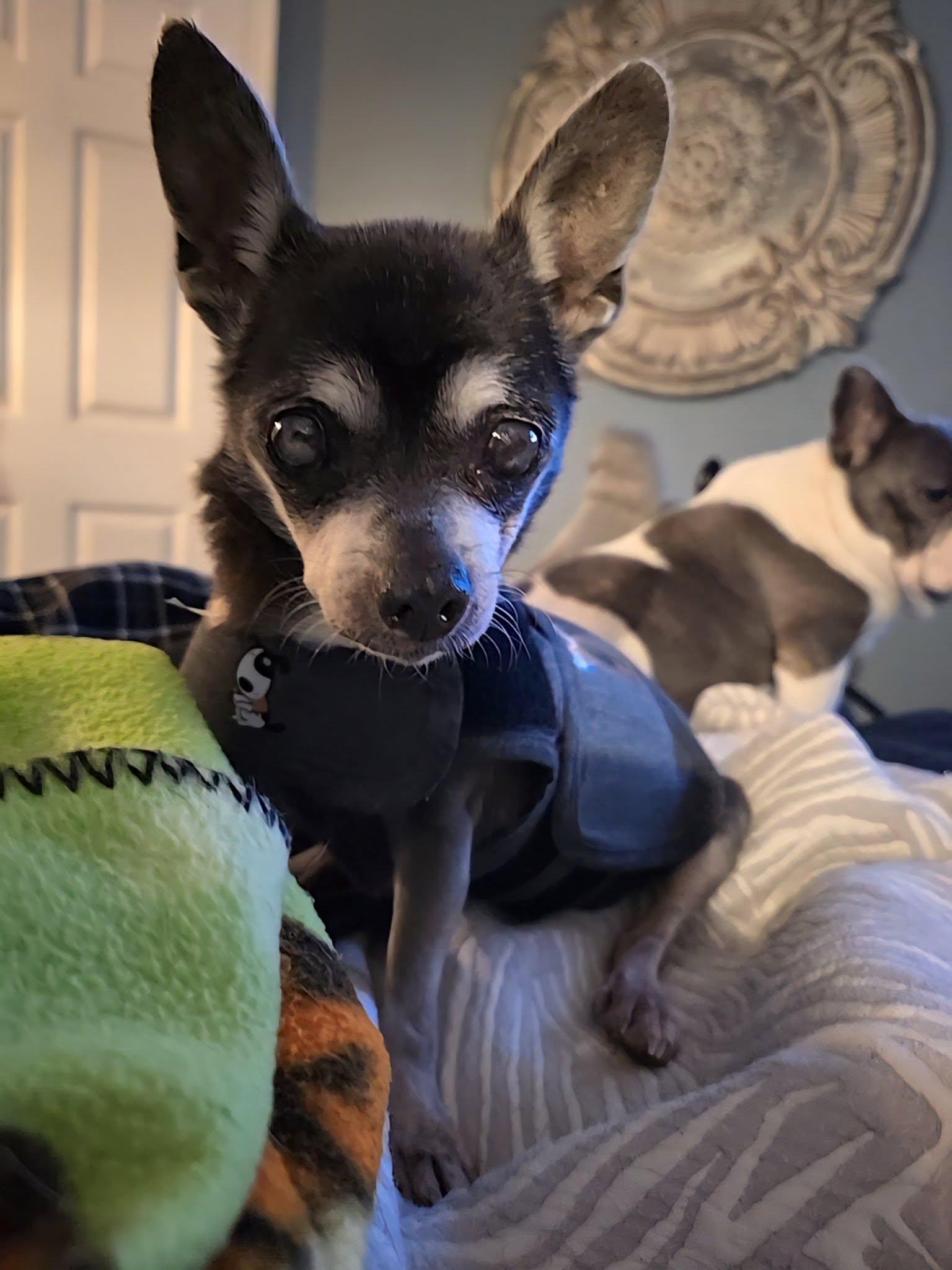 Enlarge Pita, a Adoptable Chihuahua in Gulfport, MS image 2/3