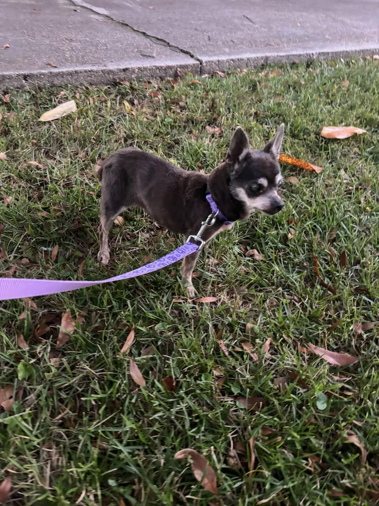 Enlarge Pita, a Adoptable Chihuahua in Gulfport, MS image 3/3
