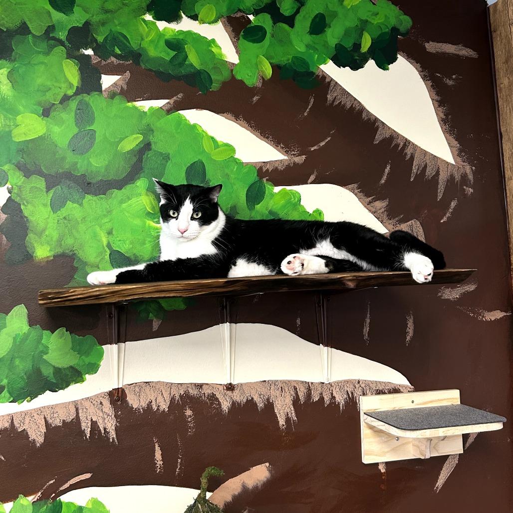 Enlarge Clyde, a Adoptable Domestic Short Hair in Huntsville, AL image 1/3