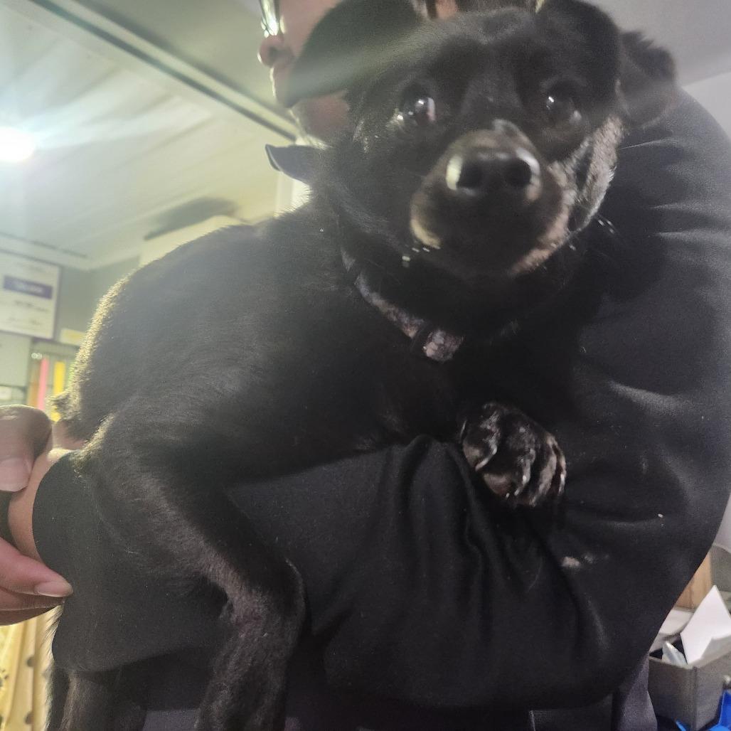 Cocoa, Adoptable, Young Male Chihuahua & Mixed Breed.