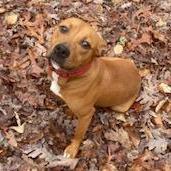 Monroe, a Adoptable mixed breed in Phoenix, AZ image 1/5