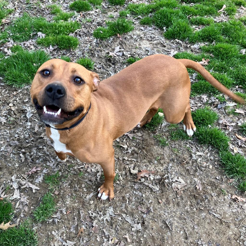 Monroe, a Adoptable mixed breed in Phoenix, AZ image 3/5