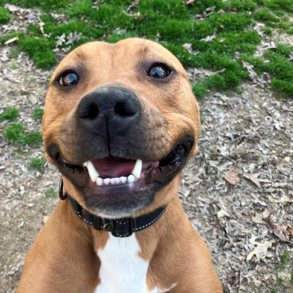 Monroe, a Adoptable mixed breed in Phoenix, AZ image 4/5