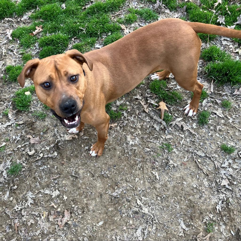 Monroe, a Adoptable mixed breed in Phoenix, AZ image 5/5