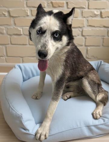 Enlarge ASTRIO, a Adoptable Siberian Husky in Baldwin Park, CA image 1/1