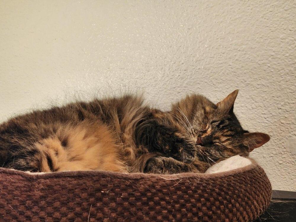 Enlarge Noelle, a Adoptable Domestic Long Hair in Saint Augustine, FL image 1/3