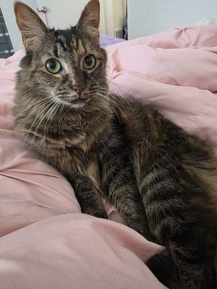 Enlarge Noelle, a Adoptable Domestic Long Hair in Saint Augustine, FL image 2/3