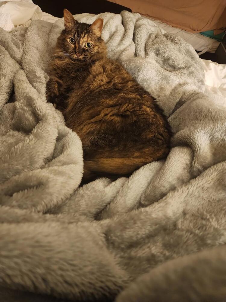 Enlarge Noelle, a Adoptable Domestic Long Hair in Saint Augustine, FL image 3/3