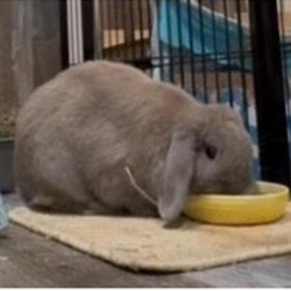 Enlarge Poundcake, a Adopted Mini Lop in Bloomfield, NJ image 2/3