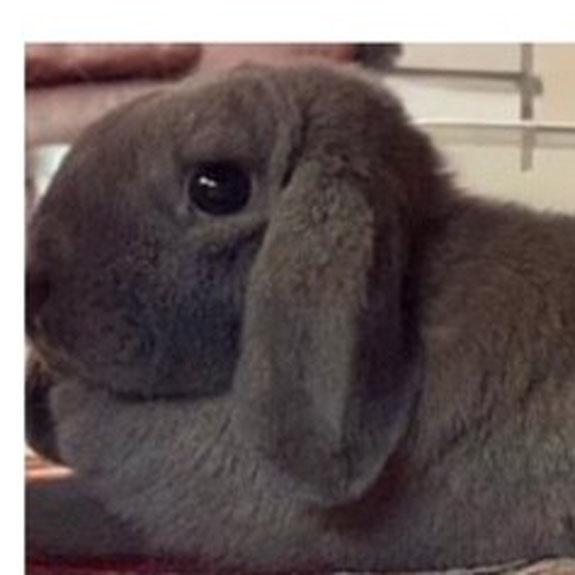 Enlarge Poundcake, a Adopted Mini Lop in Bloomfield, NJ image 3/3