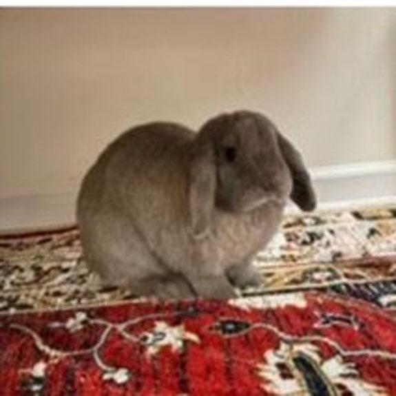 Poundcake, Adopted, Adult Female Mini Lop.