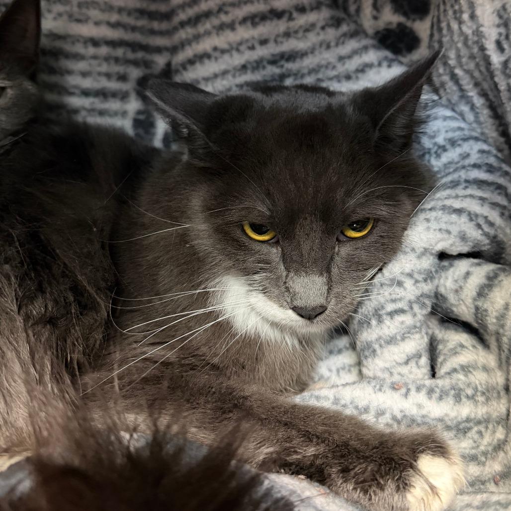 Enlarge Minnie, a Adoptable Domestic Medium Hair in Las Vegas, NV image 1/1