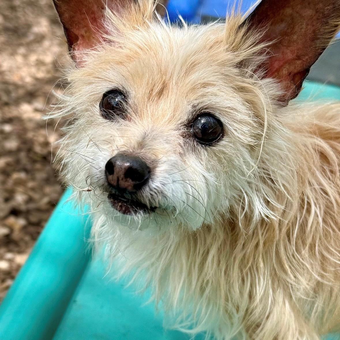 London- #51079, ADOPTABLE, Senior Male Yorkshire Terrier.