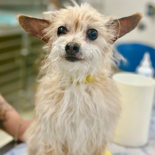 Enlarge London- #51079, a ADOPTABLE mixed breed in Columbia, MD image 2/2