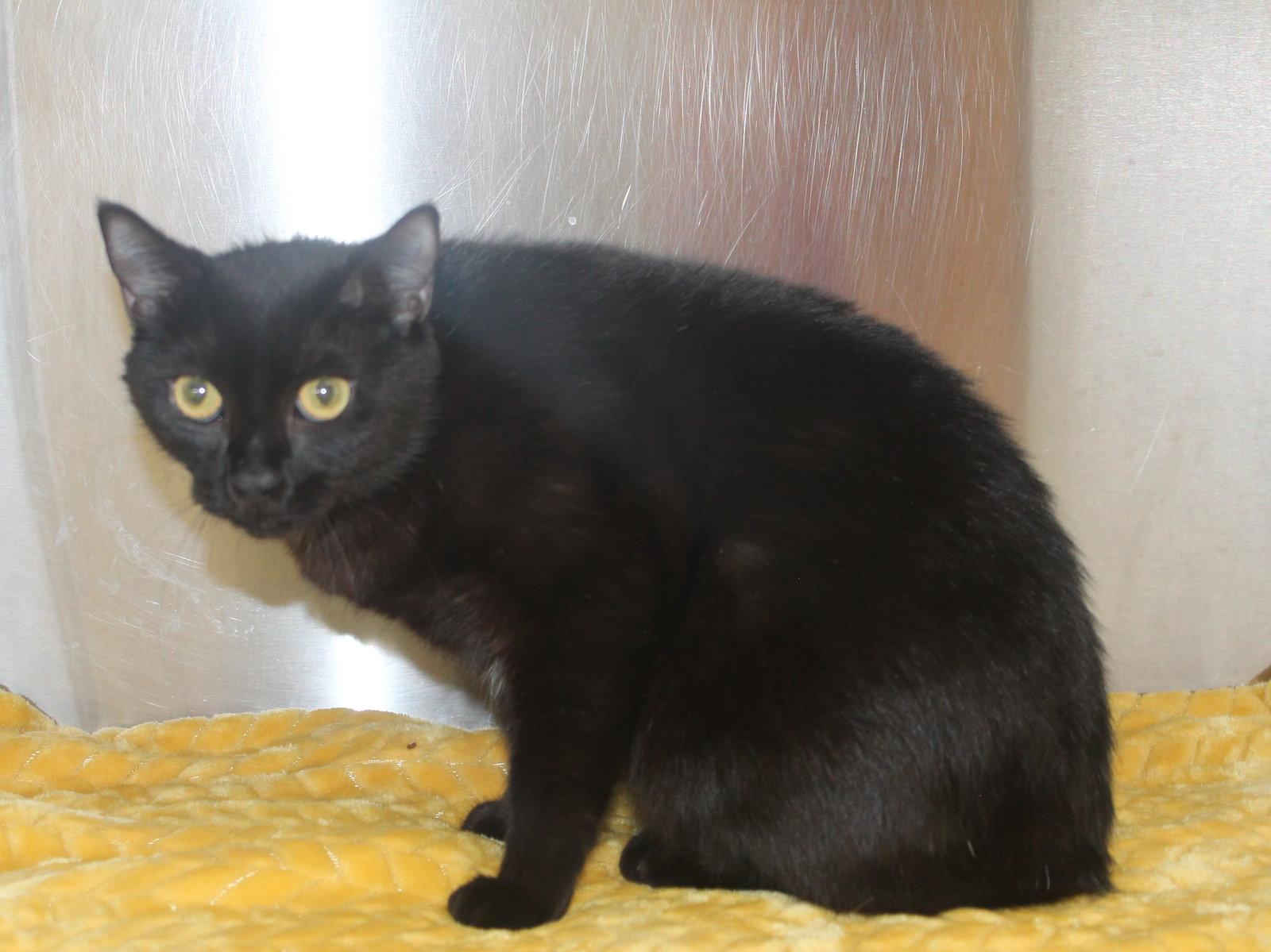 Ebony - 43463, Adoptable, Adult Female Domestic Medium Hair.