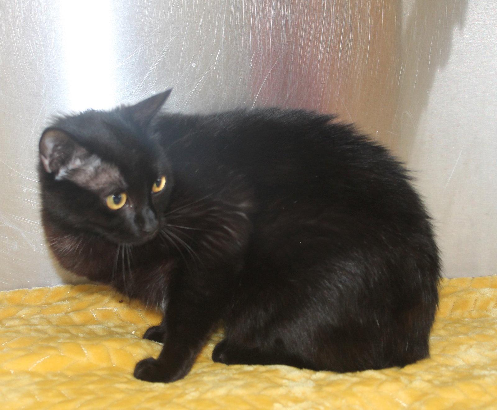 Enlarge Ebony - 43463, a Adoptable Domestic Medium Hair in Prattville, AL image 2/3