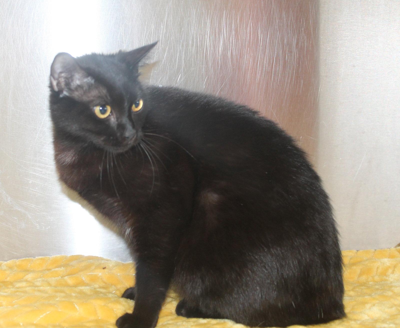 Enlarge Ebony - 43463, a Adoptable Domestic Medium Hair in Prattville, AL image 3/3