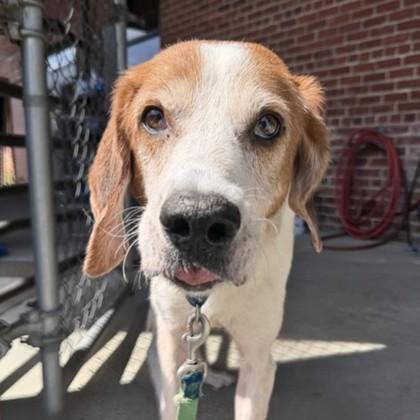 Enlarge Jonah, a Adoptable mixed breed in Richmond, VA image 1/3