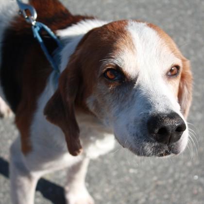 Enlarge Jonah, a Adoptable mixed breed in Richmond, VA image 1/3