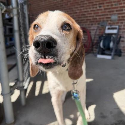 Enlarge Jonah, a Adoptable mixed breed in Richmond, VA image 2/3