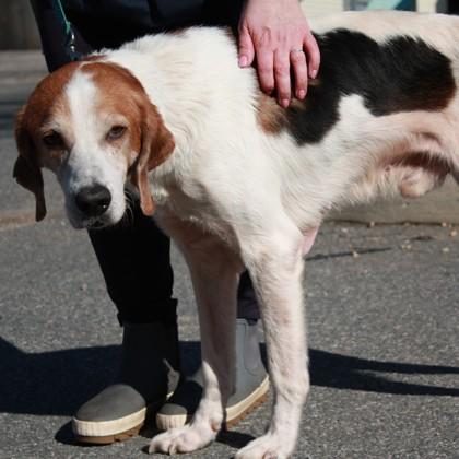 Jonah, Adoptable, Adult Male Mixed Breed & Mixed Breed.