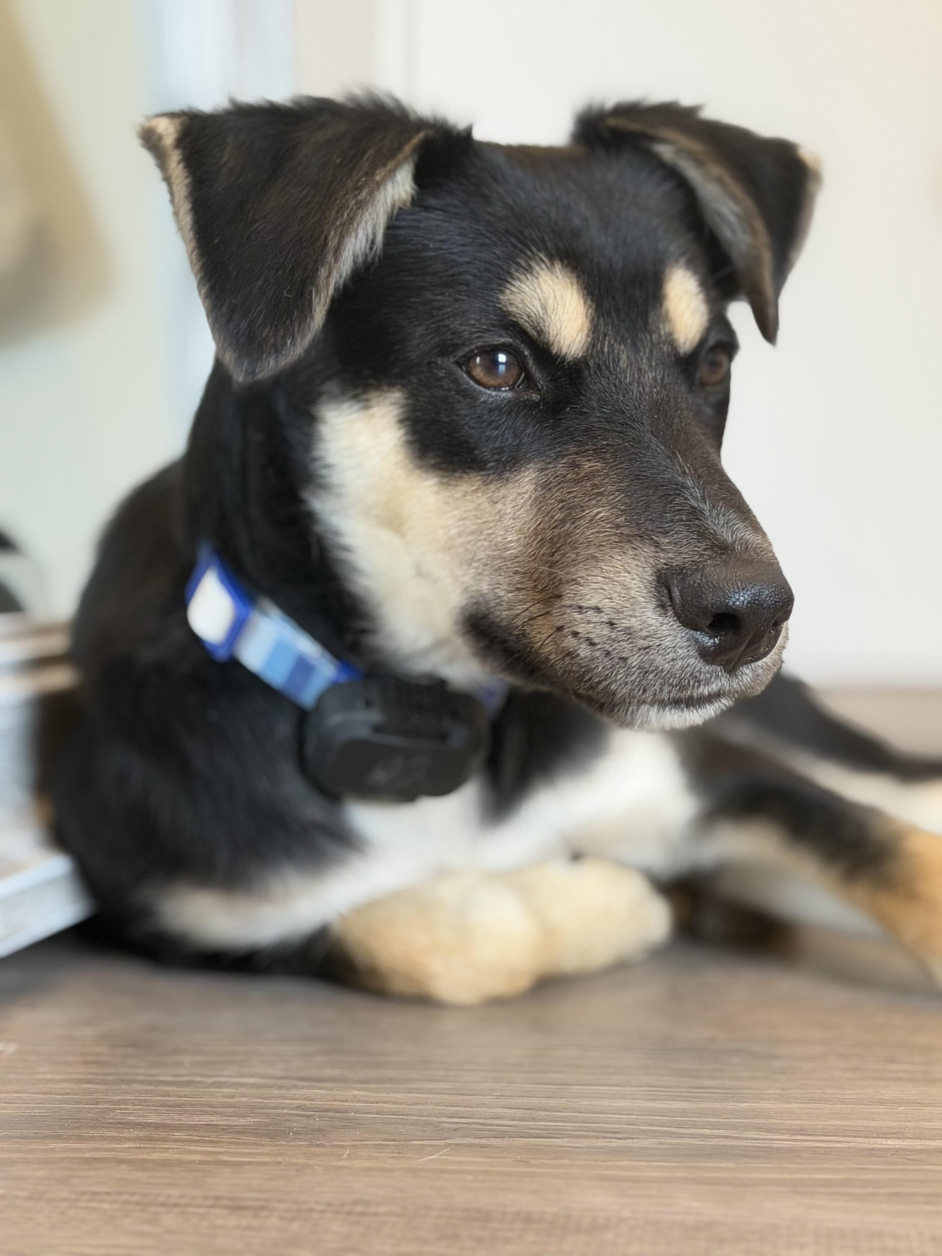 Howie- so sweet, Adopted, Young Male Australian Kelpie.