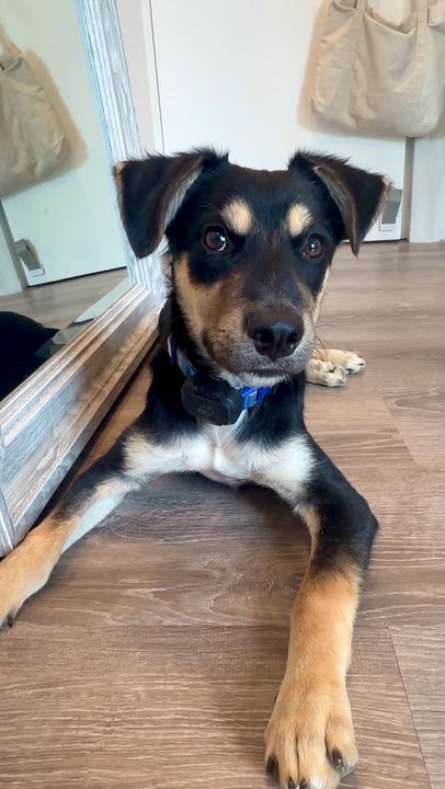 Enlarge Howie- so sweet, a Adopted mixed breed in Milwaukee , WI video 5/5