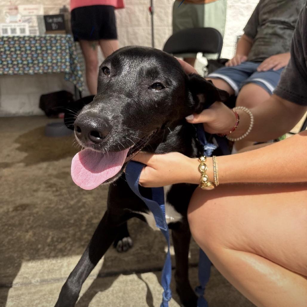 Macaroni, Adoptable, Young Female Mixed Breed & None.