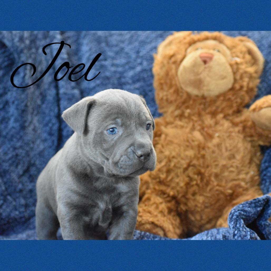 joel, Adoptable, Puppy Male Basenji.