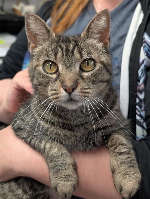 DAWN, Adoptable, Young Female Domestic Short Hair.