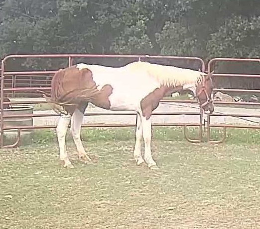 Enlarge Stella 15 YO QH X Paint Mare Pre-adoption application begin accepted., a Adopted Quarterhorse in Hardy, VA image 1/2